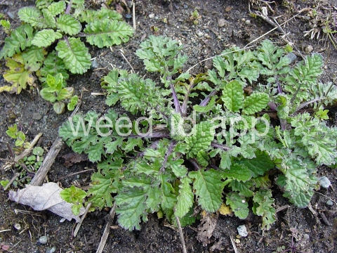 ragwort, tansy